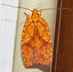 Agonopterix robiniella