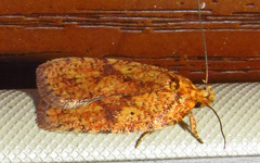 Agonopterix robiniella