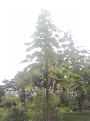 Smallanthus pyramidalis