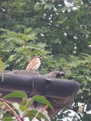 Passer domesticus