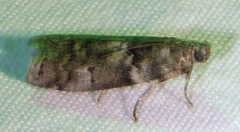 Sciota uvinella