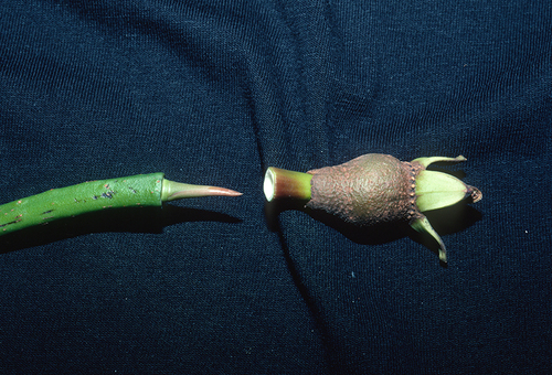 Rhizophora mucronata iNat (2)