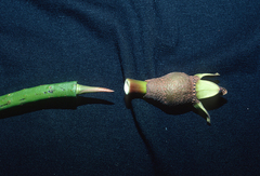 Rhizophora mucronata