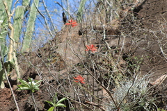 Erythrina flabelliformis