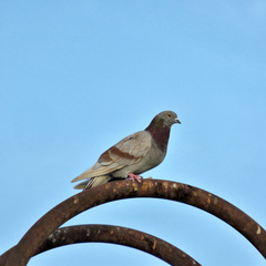 Columba livia