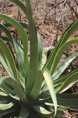 Agave vilmoriniana
