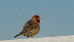 Haemorhous mexicanus