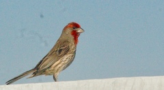 Haemorhous mexicanus