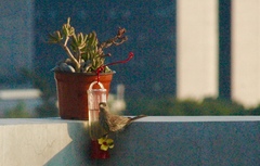 Haemorhous mexicanus