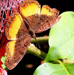 Eurytela dryope