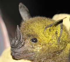 Phyllostomus hastatus