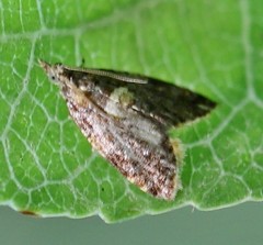 Pseudargyrotoza conwagana