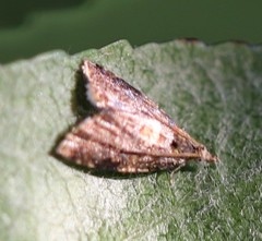 Pseudargyrotoza conwagana