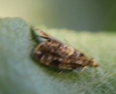 Pseudargyrotoza conwagana