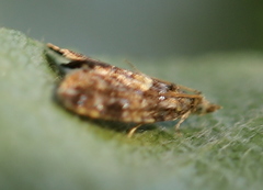 Pseudargyrotoza conwagana