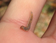 Lepidoptera