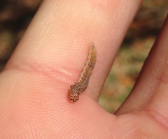 Lepidoptera