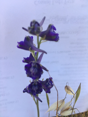 Delphinium variegatum