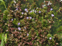 Limnophila indica