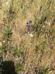 Delphinium variegatum