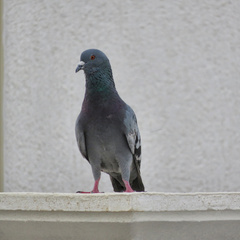 Columba livia