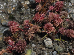 Limnophila indica
