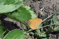 Coenonympha oedippus