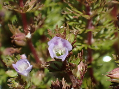 Limnophila indica