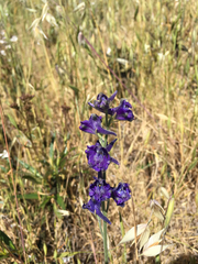 Delphinium variegatum