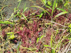 Limnophila indica