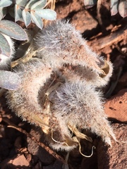 Astragalus concordius