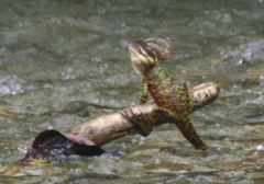 Basiliscus galeritus