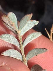 Astragalus concordius