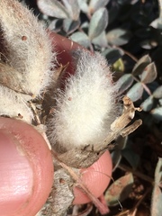 Astragalus concordius