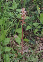 Orobanche picridis