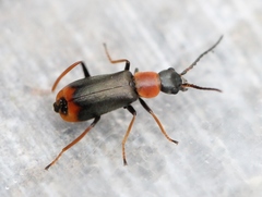 Cerapheles terminatus