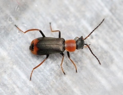 Cerapheles terminatus