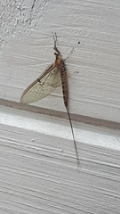 Ephemera glaucops
