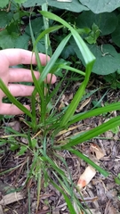 Carex blanda