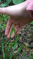 Carex blanda