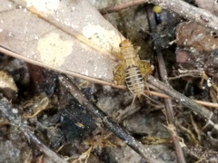 Neonemobius mormonius