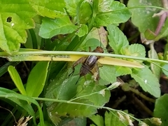 Neonemobius mormonius