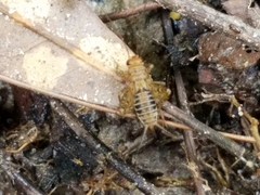 Neonemobius mormonius