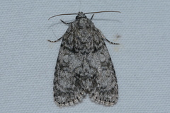 Acronicta retardata