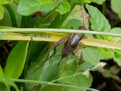 Neonemobius mormonius