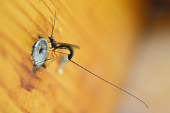 Dolichomitus imperator