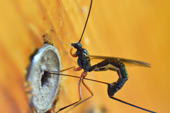 Dolichomitus imperator