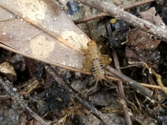 Neonemobius mormonius