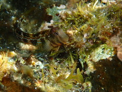 Microlipophrys canevae