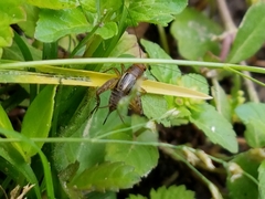 Neonemobius mormonius